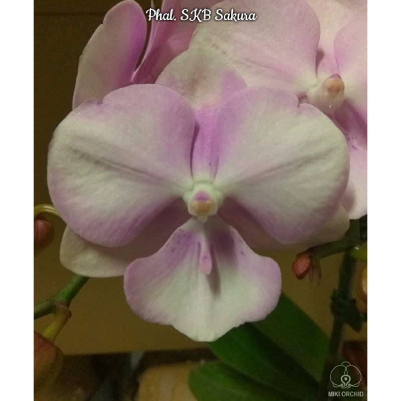 Орхидея Phal. SKB Sakura big lip - купить, доставка Украина